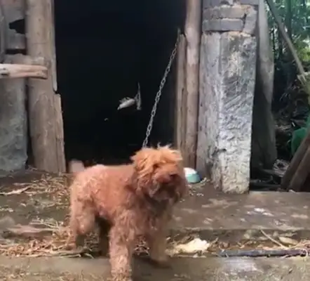 Teddy was raised as a dog in the countryside, and he was strong and honest
