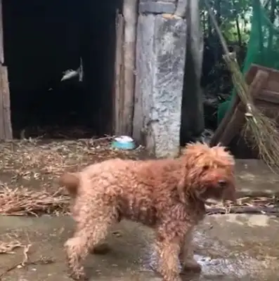Teddy was raised as a dog in the countryside, and he was strong and honest