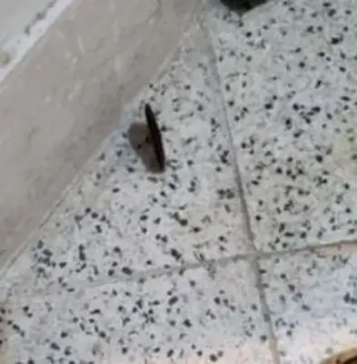 Seven days after the death of a 20-year-old dog, a butterfly suddenly flew in and cried..