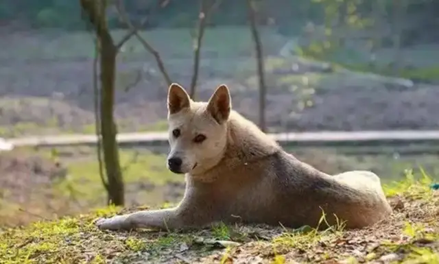 Why are there so many dogs in the city and few in the countryside