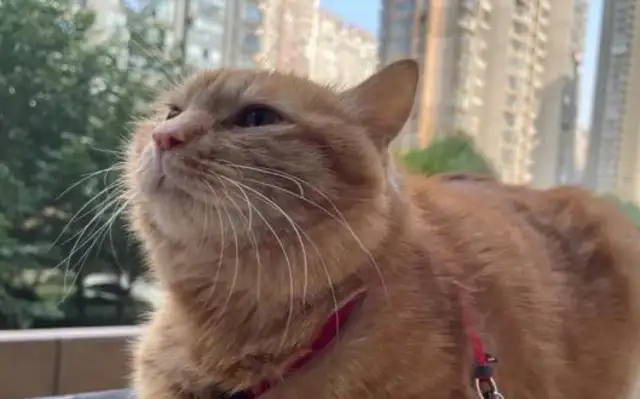 The dog that bites, the cat that gets killed, then the hot spot, who's behind it