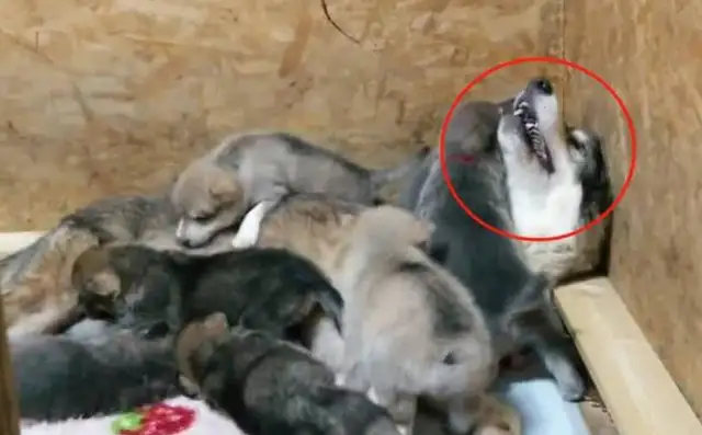 The baby with the wolf dog is a little untrustworthy, just as ugly as his father
