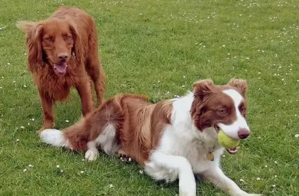 Why are there so many dogs in the city and few in the countryside