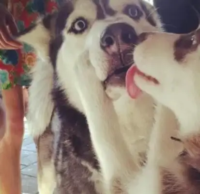 A close kiss between the dogs, and it's still so fresh