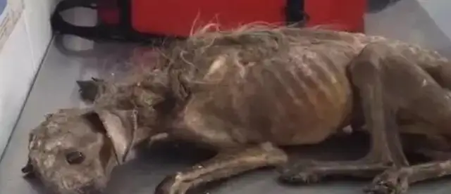 A scrawny stray dog, taken in by a man of good will