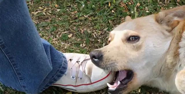 He kicked the dog to death when he got bit on the road