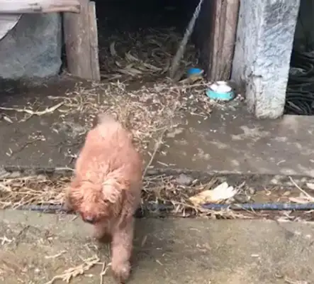 Teddy was raised as a dog in the countryside, and he was strong and honest