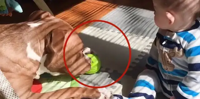 The baby took the dog's toy ball. You'll never guess what the dog's reaction is