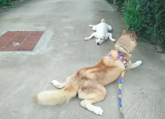 The big white dog followed the example of the two-hundred-ha walking to school duck party