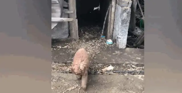 Teddy was raised as a dog in the countryside, and he was strong and honest
