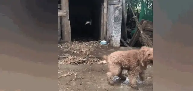 Teddy was raised as a dog in the countryside, and he was strong and honest