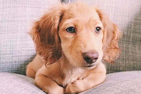 Golden hair keeps taking newspapers by its daily masters, and the Internet is jealous: his dog is never cold