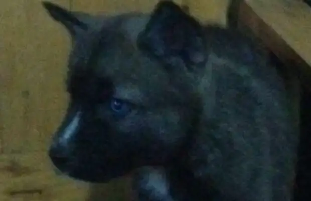 The man got out of his house with a dog