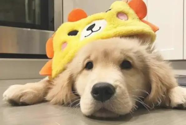 Golden hair keeps taking newspapers by its daily masters, and the Internet is jealous: his dog is never cold