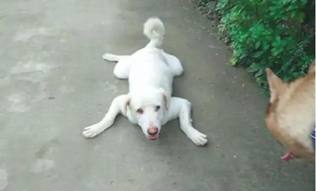 The big white dog followed the example of the two-hundred-ha walking to school duck party