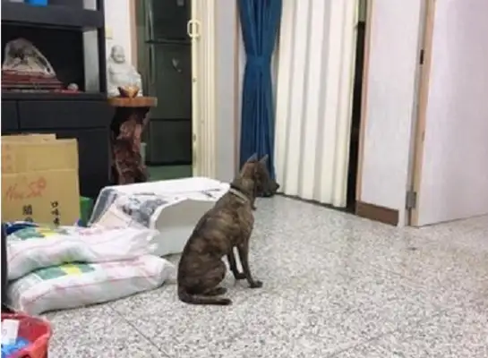 The other dog won't leave after eight hours
