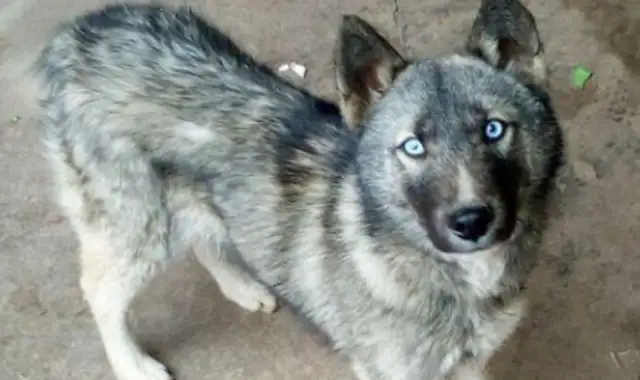 The man got out of his house with a dog