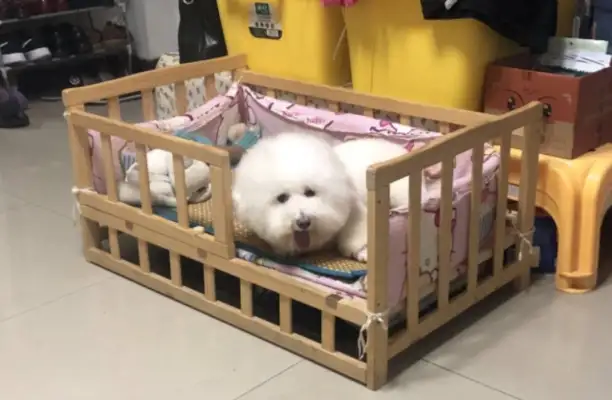 Girlfriend made a joke. Beardogs were on the floor in the middle of the night, crying down. Drop it