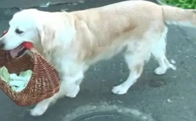 Golden hair keeps taking newspapers by its daily masters, and the Internet is jealous: his dog is never cold