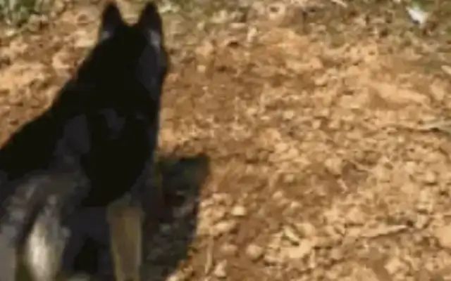 Haskill saw the yellow dog being bullied by a cockfight and wanted to go up and support him, but he was embarrassed