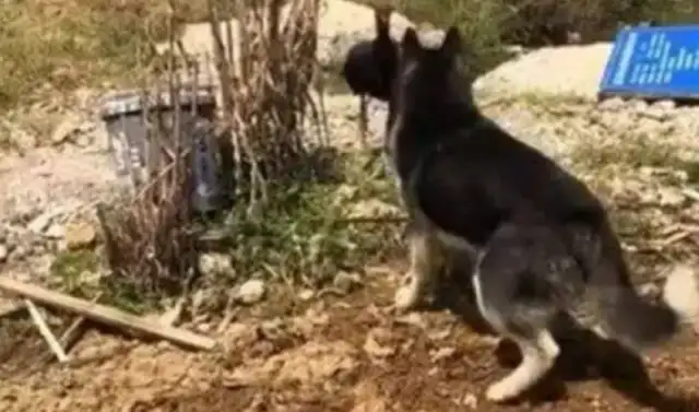 Haskill saw the yellow dog being bullied by a cockfight and wanted to go up and support him, but he was embarrassed