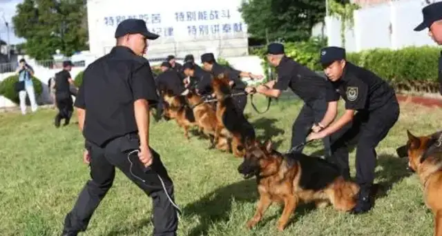 Handsome police officers, police dogs, detectives, canine training camps, Thai police officers, super-cool dogs. Yes