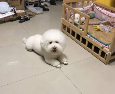 Girlfriend made a joke. Beardogs were on the floor in the middle of the night, crying down. Drop it
