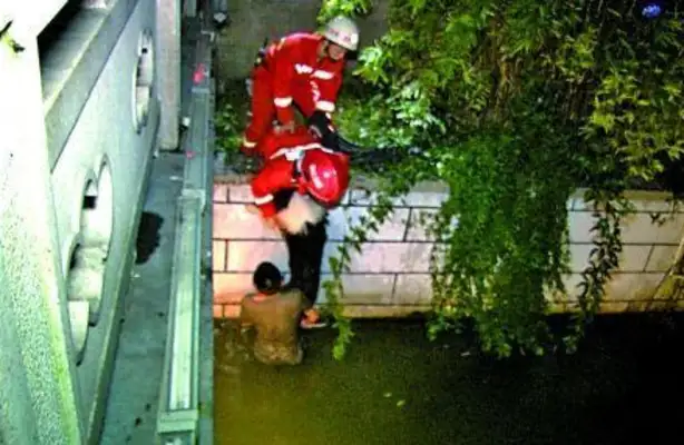 Do border shepherds swim