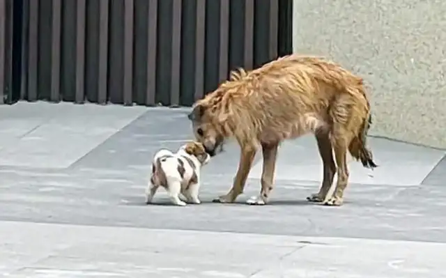 The mother of a stray dog, who was thinned, insisted on feeding five cubs, crying to the eyes of mankind