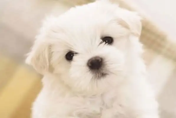 Don't buy dogs with these five features. Who will regret it
