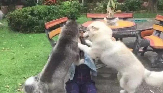 The dog was so passionate, the master came home and was put in the hospital with two-and-a-half slaps