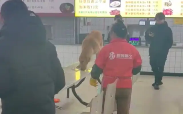 The dog licks food at the school cafeteria table, the student takes the bowl and hides