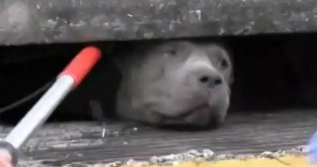 The bulldogs were stuck in the sewers and the world was lit up