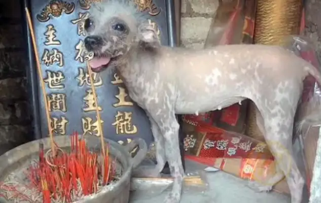 The ugly stray dog whose bones are scrawny for a living