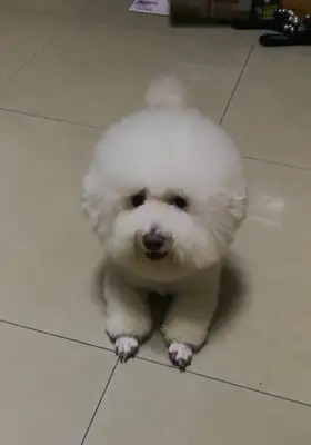 Girlfriend made a joke. Beardogs were on the floor in the middle of the night, crying down. Drop it