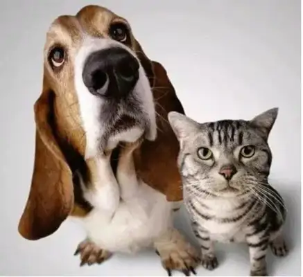 What do Chinese people think of dogs? The Chinese have a very different opinion of dogs