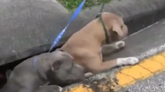 The bulldogs were stuck in the sewers and the world was lit up