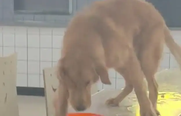 The dog licks food at the school cafeteria table, the student takes the bowl and hides
