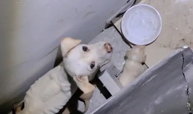 The mother of a stray dog, who was thinned, insisted on feeding five cubs, crying to the eyes of mankind