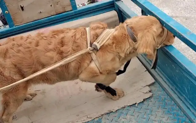 Once we get to Dog City, the golden hair bound by five flowers is the focus