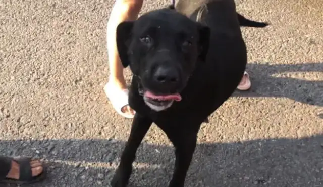 For 650, a woman sold a big black dog to a dog who cried, and a woman called it a fire