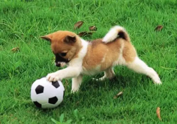 Why do you have a week dog? The industry has a story about the dog industry