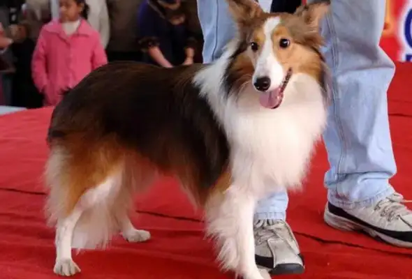 Wedding scenes are only for dogs sold to friends! It's so funny