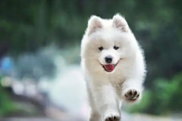 Why do you have a week dog? The industry has a story about the dog industry