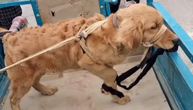 Once we get to Dog City, the golden hair bound by five flowers is the focus