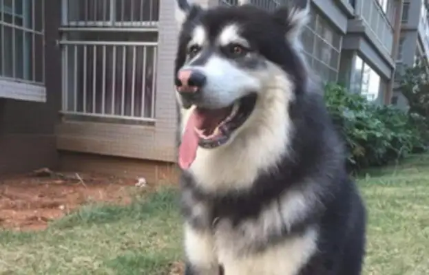 For the Alaskan dogs, the heroine does fly herself