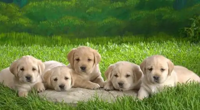 Why do you have a week dog? The industry has a story about the dog industry