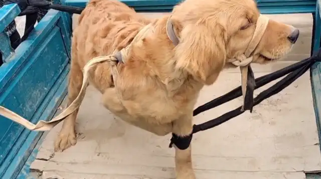 Once we get to Dog City, the golden hair bound by five flowers is the focus