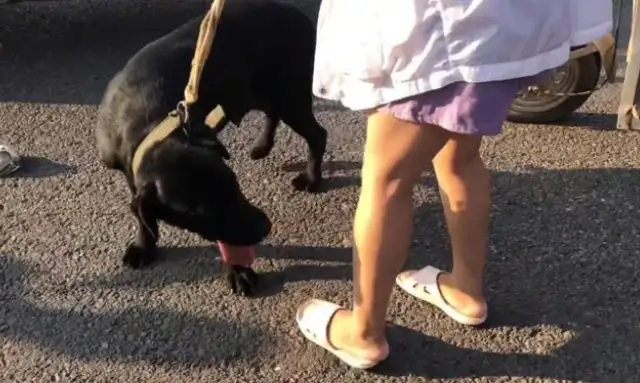 For 650, a woman sold a big black dog to a dog who cried, and a woman called it a fire