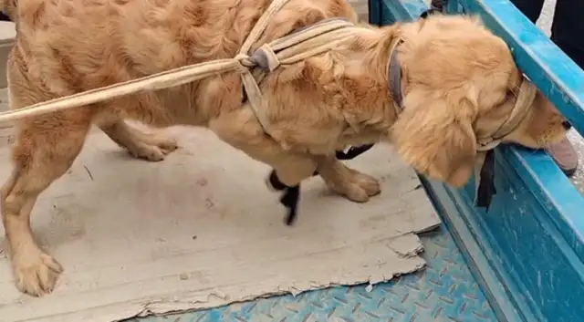 Once we get to Dog City, the golden hair bound by five flowers is the focus
